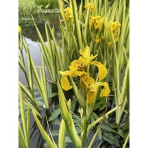 Iris pseudacorus variegata 